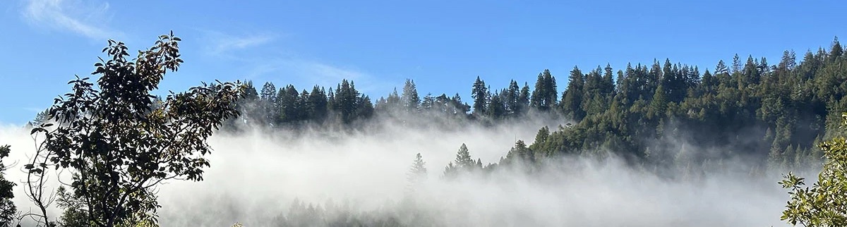 Cazadero: Redwoods and Rain
